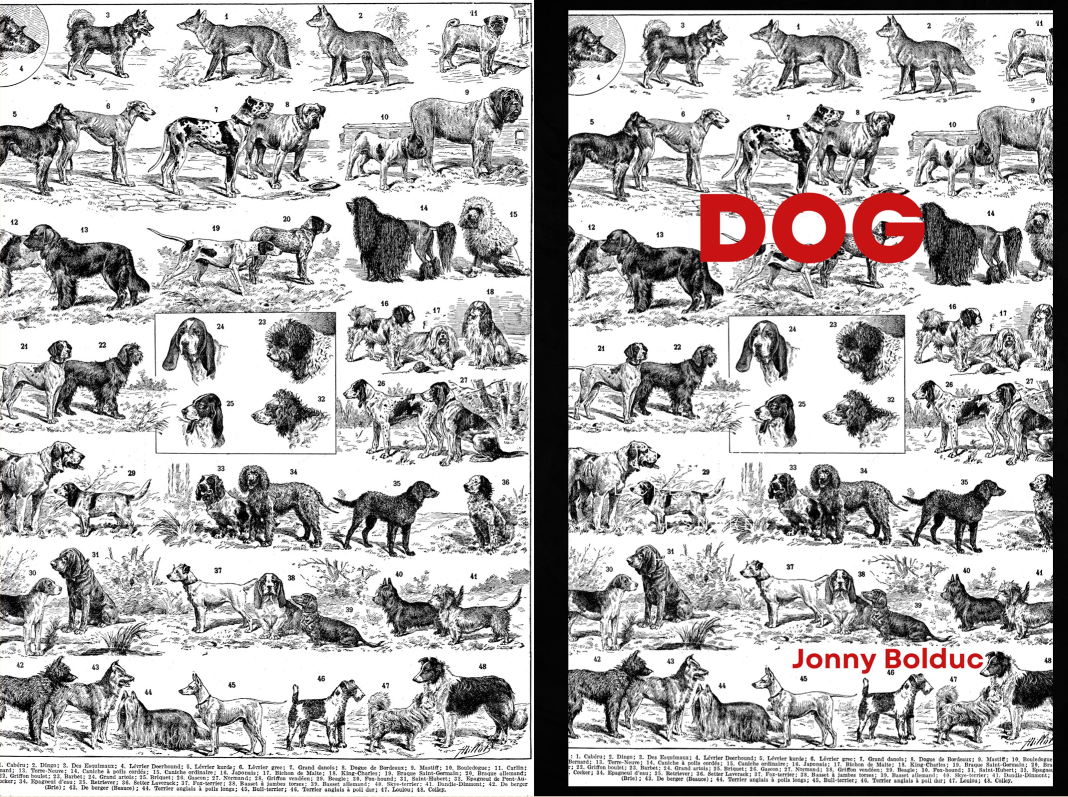 DOG cover image