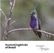 Hummingbirds of Brazil cover image