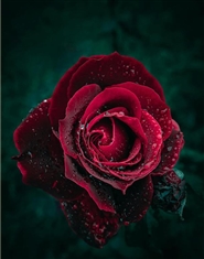 2026/2027 Zadok Planner cover image